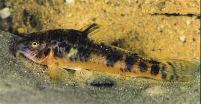 Corydoras micracanthus